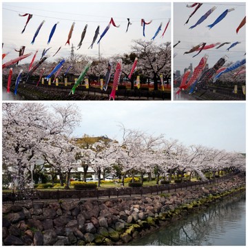 桜と河原2.jpg