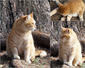 武漢の森地域猫1.jpg