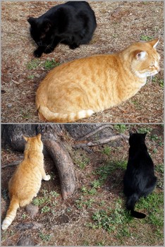 武漢の森地域猫2.jpg