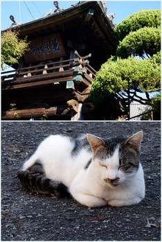 猫と寺.jpg